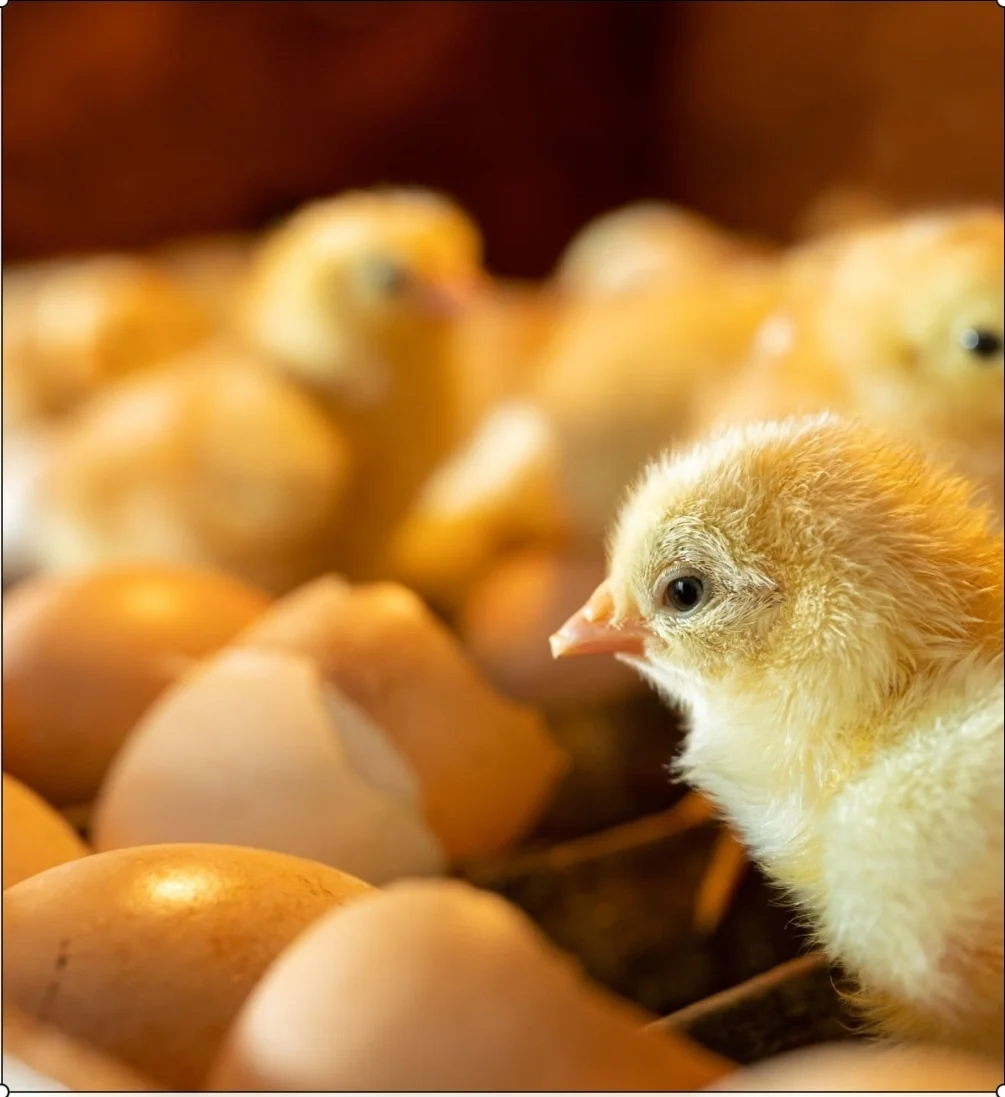 Newly hatched day-old chicks under the brooder lamp