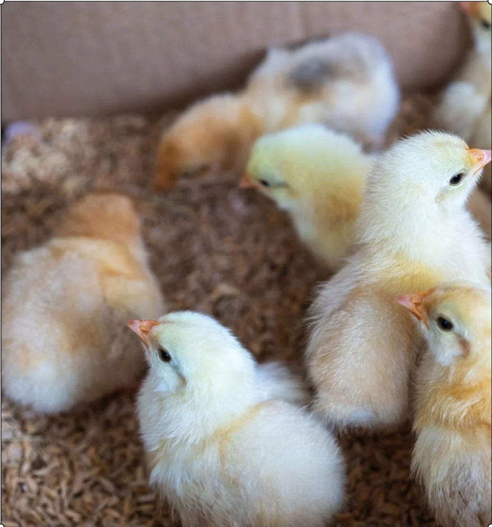 Day-old kienyeji chicks in the brooder house
