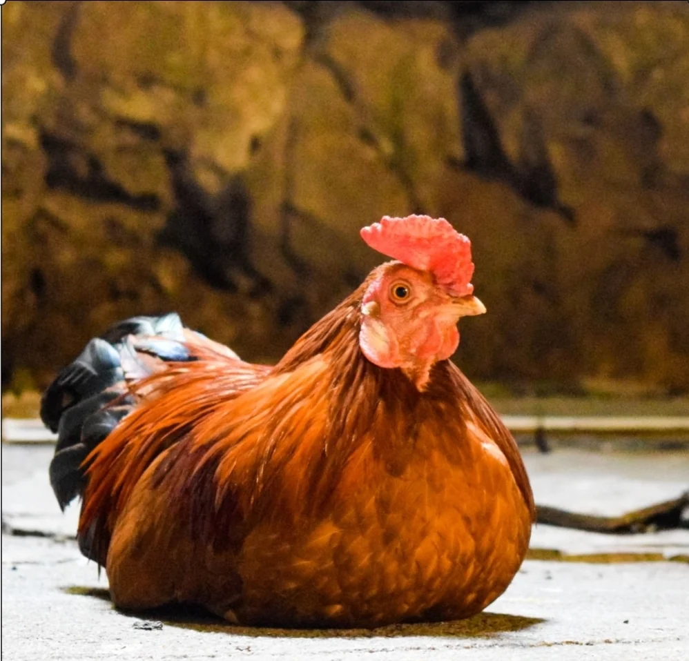 Mature kienyeji hen and rooster on the farm