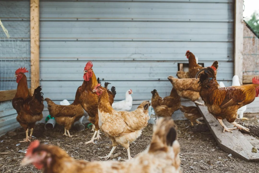 Flock of breeding kienyeji chickens ranging on grass